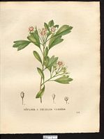 Mespilus diversifolia. Cliquer pour agrandir l'image. Mespilus diversifolia. Cliquer pour agrandir l'image.