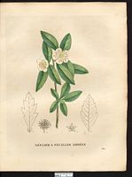 Mespilus lobata. Cliquer pour agrandir l'image. Mespilus lobata. Cliquer pour agrandir l'image.