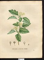 Mespilus nigra. Cliquer pour agrandir l'image. Mespilus nigra. Cliquer pour agrandir l'image.