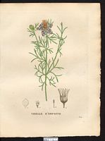 Nigella hispanica. Cliquer pour agrandir l'image. Nigella hispanica. Cliquer pour agrandir l'image.