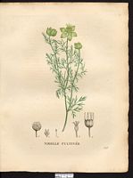 Nigella sativa. Cliquer pour agrandir l'image. Nigella sativa. Cliquer pour agrandir l'image.