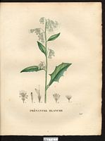 Prenanthes alba. Nabalus albus. Cliquer pour agrandir l'image. Prenanthes alba. Nabalus albus. Cliquer pour agrandir l'image.