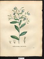 Prenanthes purpurea. Cliquer pour agrandir l'image. Prenanthes purpurea. Cliquer pour agrandir l'image.