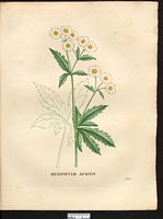 Ranunculus aconitifolius. Cliquer pour agrandir l'image. Ranunculus aconitifolius. Cliquer pour agrandir l'image.