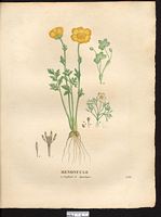 Renoncule aquatique (Ranunculus aquatilis), renoncule aquatique, grenouillette (Batrachium aquatile). Cliquer pour agrandir l'image. Renoncule aquatique (Ranunculus aquatilis), renoncule aquatique, grenouillette (Batrachium aquatile). Cliquer pour agrandir l'image.