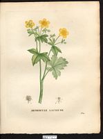 Ranunculus lanuginosus. Cliquer pour agrandir l'image. Ranunculus lanuginosus. Cliquer pour agrandir l'image.