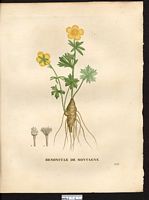 Ranunculus montanus. Cliquer pour agrandir l'image. Ranunculus montanus. Cliquer pour agrandir l'image.