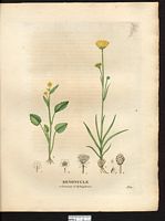 Renoncule ophioglosse (Ranunculus ophioglossifolius), renoncule à feuilles d'ophioglosse (Ranunculus ophioglossifolius). Cliquer pour agrandir l'image. Renoncule ophioglosse (Ranunculus ophioglossifolius), renoncule à feuilles d'ophioglosse (Ranunculus ophioglossifolius). Cliquer pour agrandir l'image.