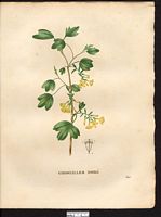 Ribes aureum. Cliquer pour agrandir l'image. Ribes aureum. Cliquer pour agrandir l'image.