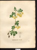 Ribes palmatum (Flavum). Cliquer pour agrandir l'image.