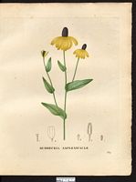 Rudbeckia amplexicaulis. Dracopis amplexicaulis. Cliquer pour agrandir l'image. Rudbeckia amplexicaulis. Dracopis amplexicaulis. Cliquer pour agrandir l'image.