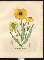 Rudbeckia hirta. Rudbeckia serotina. Cliquer pour agrandir l'image. Rudbeckia hirta. Rudbeckia serotina. Cliquer pour agrandir l'image.