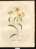 Rudbeckia triloba. Cliquer pour agrandir l'image. Rudbeckia triloba. Cliquer pour agrandir l'image.