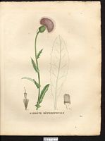 Serratula heterophylla. Serratula lycopifolia. Cliquer pour agrandir l'image. Serratula heterophylla. Serratula lycopifolia. Cliquer pour agrandir l'image.