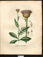 Serratula rhaponticum (centaurea rhaponticum) leuzea rhapontica. Cliquer pour agrandir l'image.
