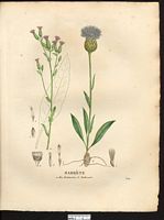 Serratula tinctoria. Cliquer pour agrandir l'image. Serratula tinctoria. Cliquer pour agrandir l'image.