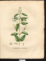 Symphoricarpos racemosa. Symphoricarpos albus. Cliquer pour agrandir l'image. Symphoricarpos racemosa. Symphoricarpos albus. Cliquer pour agrandir l'image.
