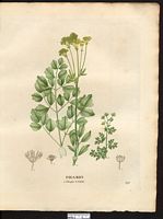 Pigamon glauque (Thalictrum glaucum), pigamon jaune (Thalictrum flavum). Cliquer pour agrandir l'image. Pigamon glauque (Thalictrum glaucum), pigamon jaune (Thalictrum flavum). Cliquer pour agrandir l'image.