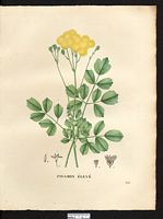 Thalictrum majus. Cliquer pour agrandir l'image. Thalictrum majus. Cliquer pour agrandir l'image.