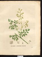 Thalictrum minus. Cliquer pour agrandir l'image. Thalictrum minus. Cliquer pour agrandir l'image.