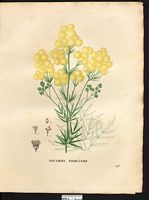 Thalictrum nigricans. Cliquer pour agrandir l'image. Thalictrum nigricans. Cliquer pour agrandir l'image.