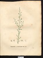 Thesium linophyllum. Cliquer pour agrandir l'image. Thesium linophyllum. Cliquer pour agrandir l'image.