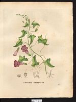 Usteria scandens. Maurandya scandens. Cliquer pour agrandir l'image. Usteria scandens. Maurandya scandens. Cliquer pour agrandir l'image.