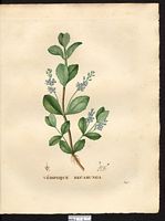 Veronica beccabunga. Veronica hjuleri. Cliquer pour agrandir l'image. Veronica beccabunga. Veronica hjuleri. Cliquer pour agrandir l'image.