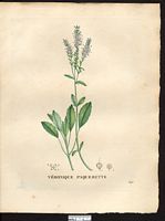 Veronica bellidioides. Cliquer pour agrandir l'image. Veronica bellidioides. Cliquer pour agrandir l'image.