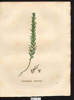 Veronica digitata. Cliquer pour agrandir l'image. Veronica digitata. Cliquer pour agrandir l'image.