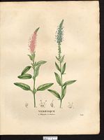 Véronique glabre (Veronica glabra). Cliquer pour agrandir l'image. Véronique glabre (Veronica glabra). Cliquer pour agrandir l'image.