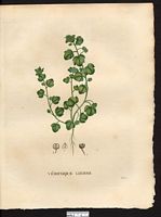 Veronica hederaefolia. Veronica sublobata. Cliquer pour agrandir l'image. Veronica hederaefolia. Veronica sublobata. Cliquer pour agrandir l'image.