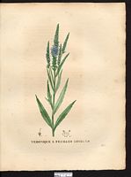 Veronica longifolia. Cliquer pour agrandir l'image. Veronica longifolia. Cliquer pour agrandir l'image.
