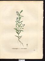 Veronica scutellata. Cliquer pour agrandir l'image. Veronica scutellata. Cliquer pour agrandir l'image.