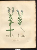 Véronique teucriette (Veronica teucrium), véronique germandrée (Veronica austriaca). Cliquer pour agrandir l'image. Véronique teucriette (Veronica teucrium), véronique germandrée (Veronica austriaca). Cliquer pour agrandir l'image.