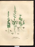 Véronique triphylle (Veronica triphyllos), véronique à feuilles trilobées (Veronica triphyllos). Cliquer pour agrandir l'image. Véronique triphylle (Veronica triphyllos), véronique à feuilles trilobées (Veronica triphyllos). Cliquer pour agrandir l'image.