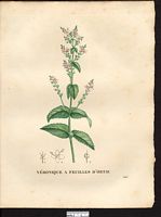 Veronica urticaefolia. Veronica maxima. Cliquer pour agrandir l'image. Veronica urticaefolia. Veronica maxima. Cliquer pour agrandir l'image.