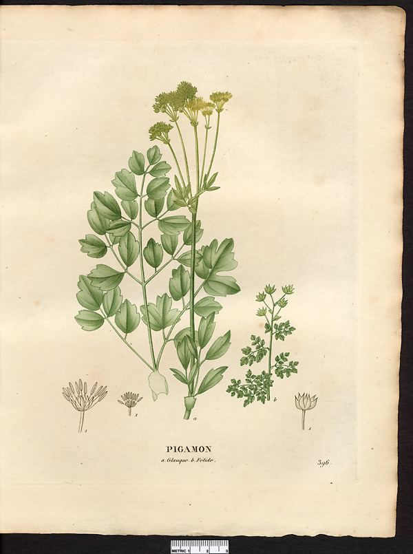 Pigamon glauque (Thalictrum glaucum), pigamon jaune (Thalictrum flavum)