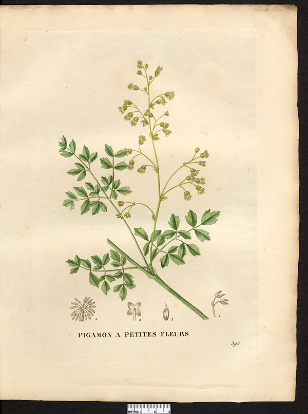 Thalictrum minus