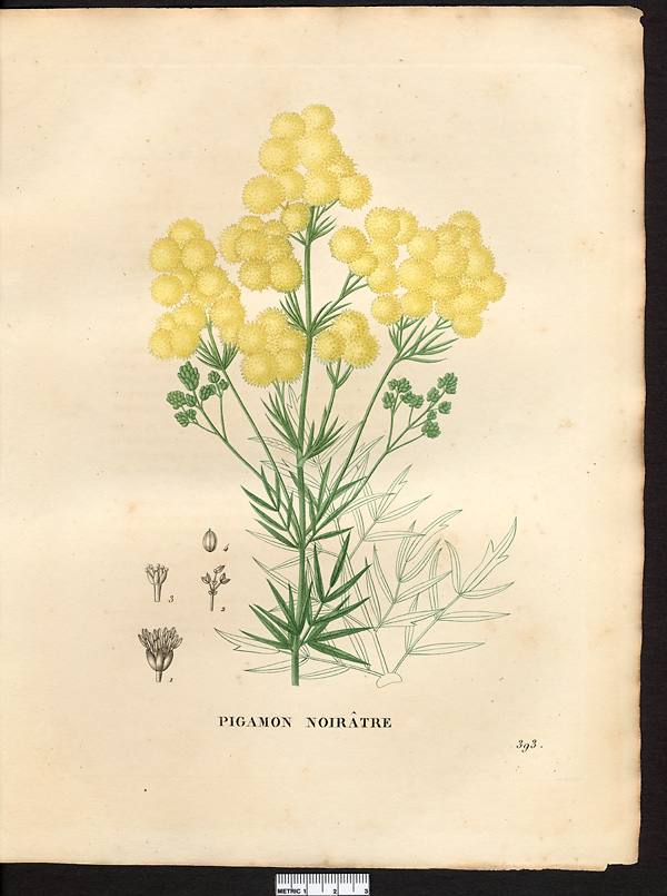 Thalictrum nigricans