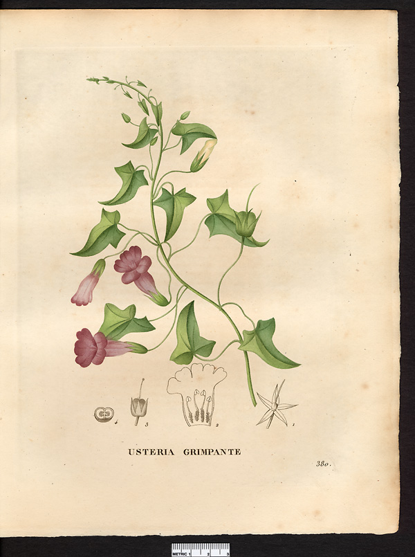 Usteria scandens, maurandya scandens