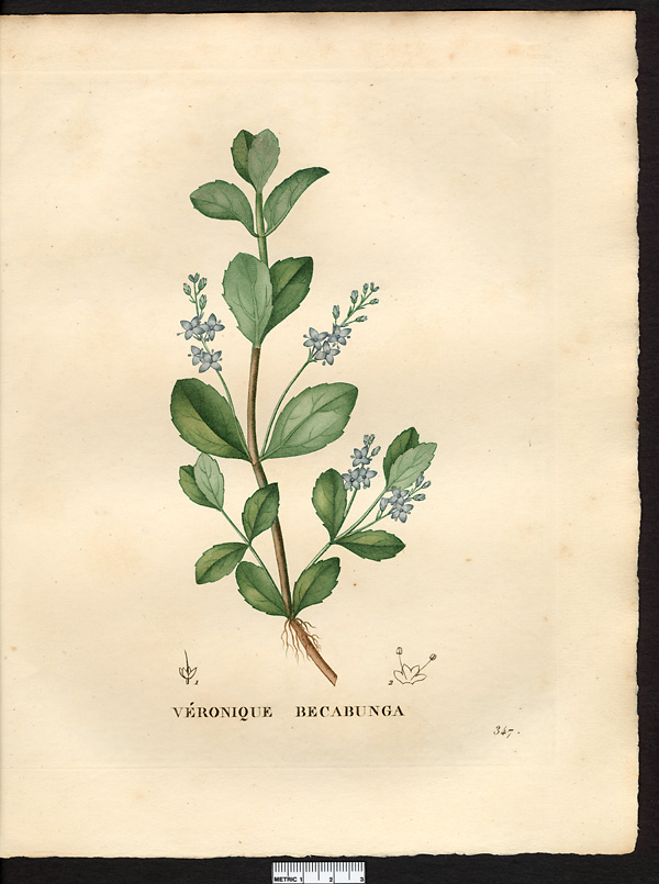 Veronica beccabunga, veronica hjuleri