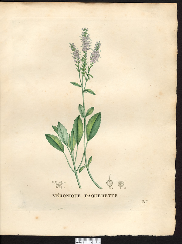 Veronica bellidioides