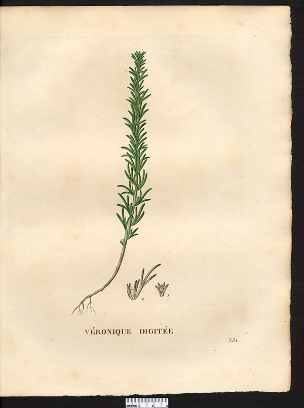 Veronica digitata