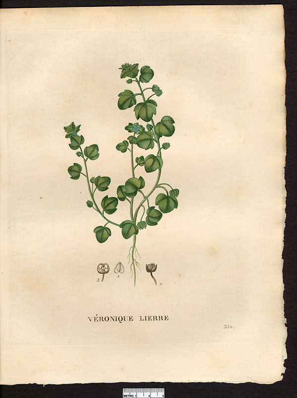 Veronica hederaefolia, veronica sublobata
