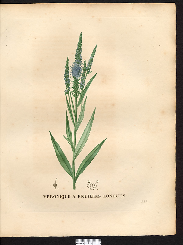 Veronica longifolia