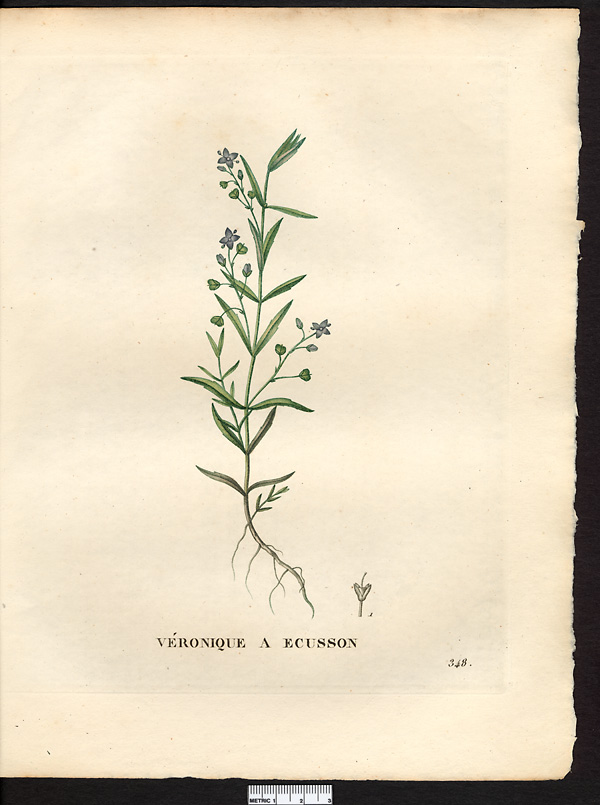 Veronica scutellata