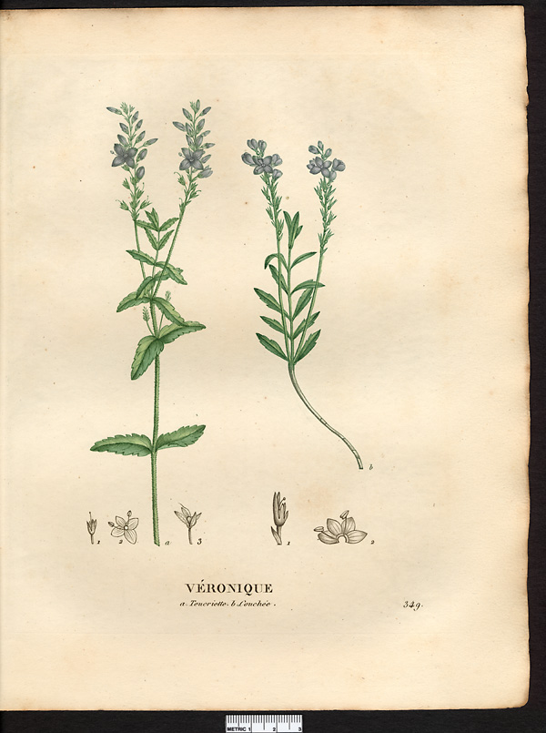 Véronique teucriette (Veronica teucrium), véronique germandrée (Veronica austriaca)