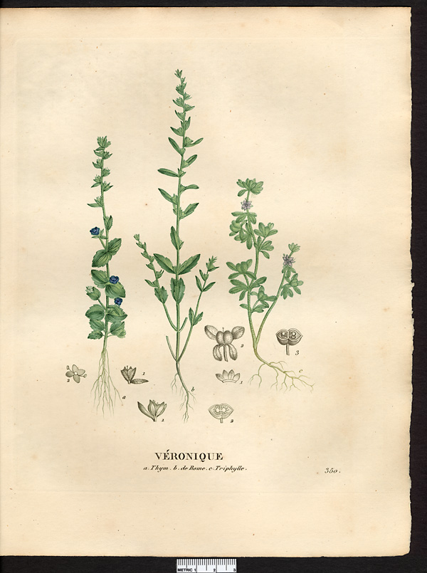 Véronique triphylle (Veronica triphyllos), véronique à feuilles trilobées (Veronica triphyllos)