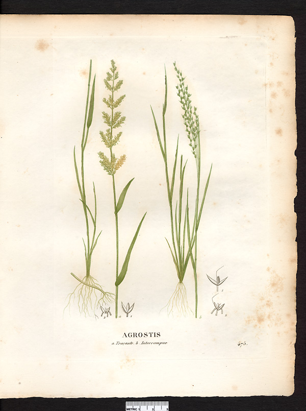 Agrostis interrompue (Agrostis interrupta), agrostis interrompu (Apera interrupta)